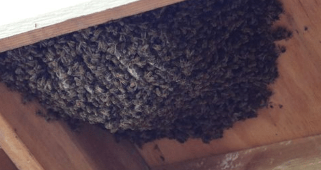 Screenshot 2016-06-23 at 9.22.42 AM