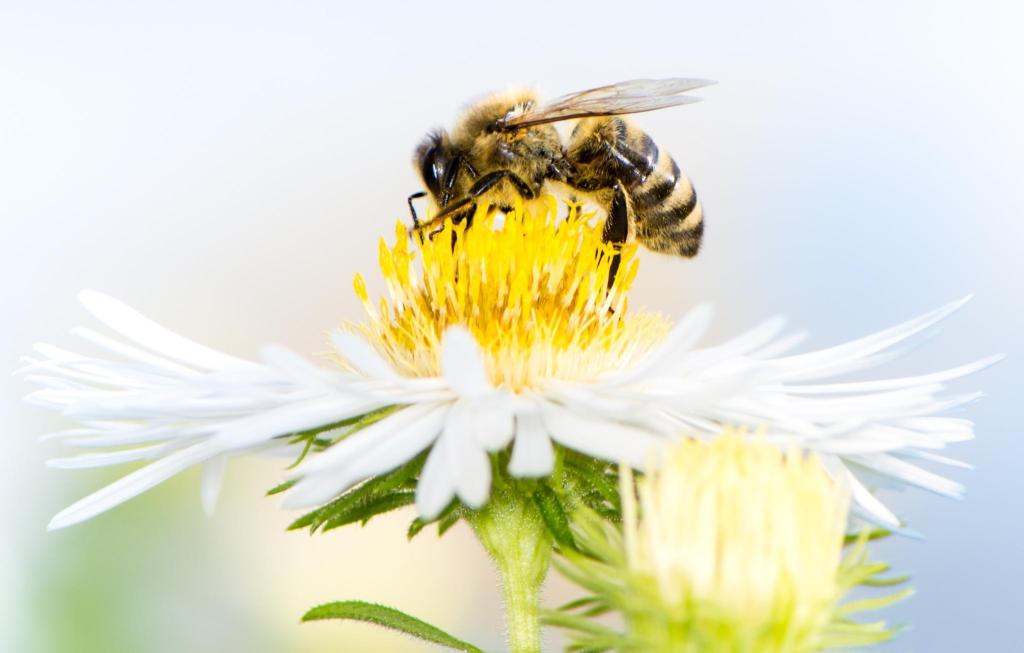 RRBBA July Newsletter